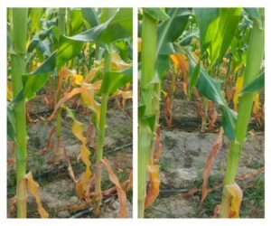 Yellowing in Maize After Application of Mineral Potassium Fulvate 2