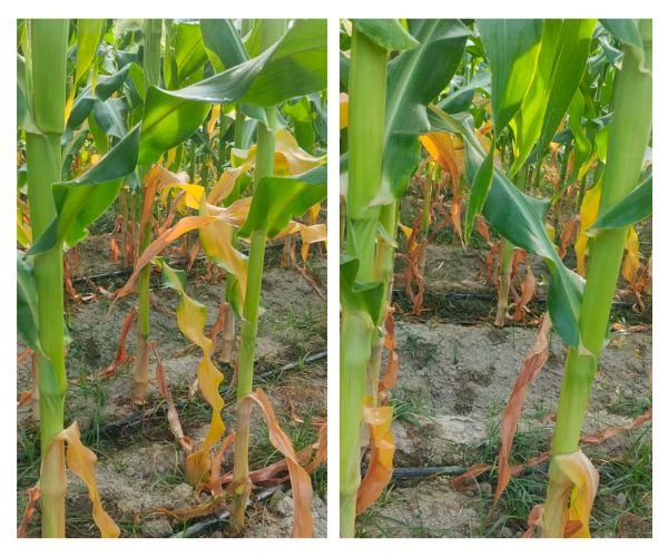 Yellowing in Maize After Application of Mineral Potassium Fulvate 2