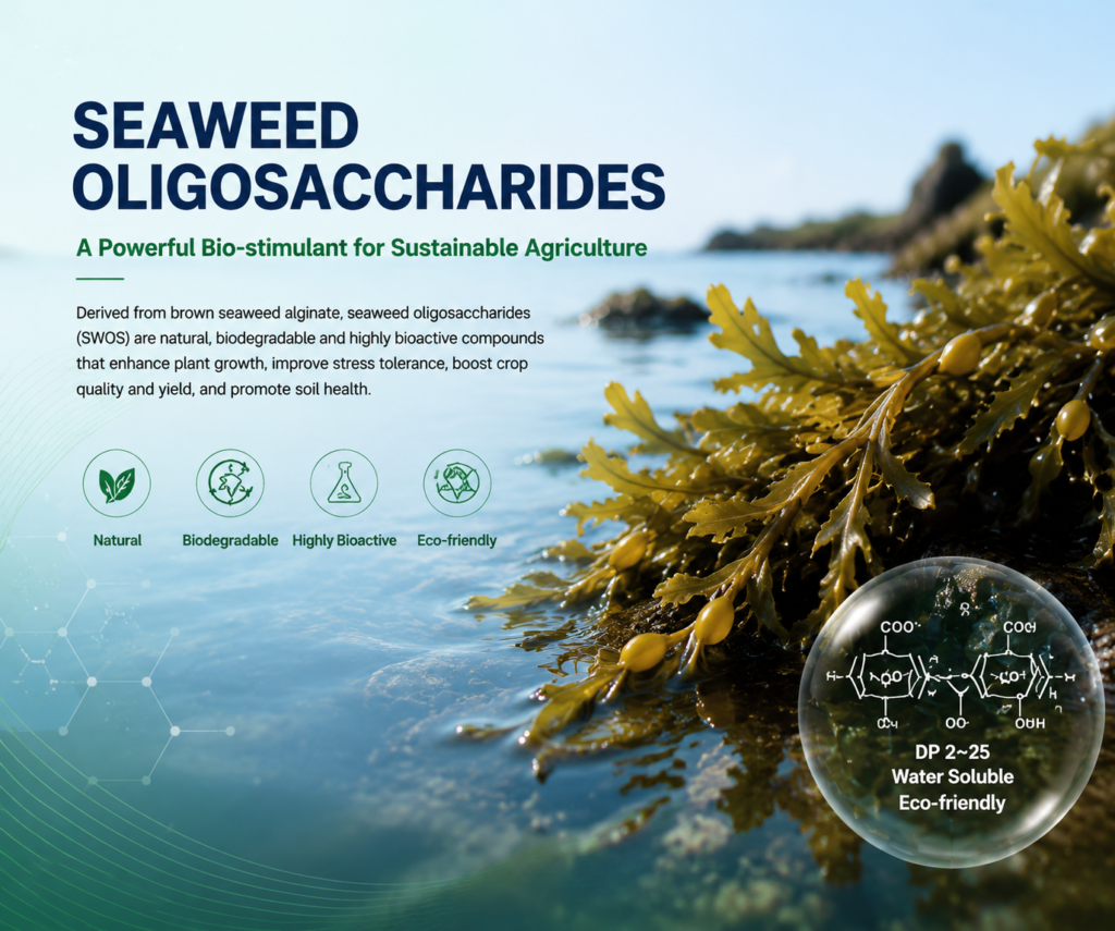 Harnessing the Power of Brown Algae Oligosaccharides as a Plant Biostimulant