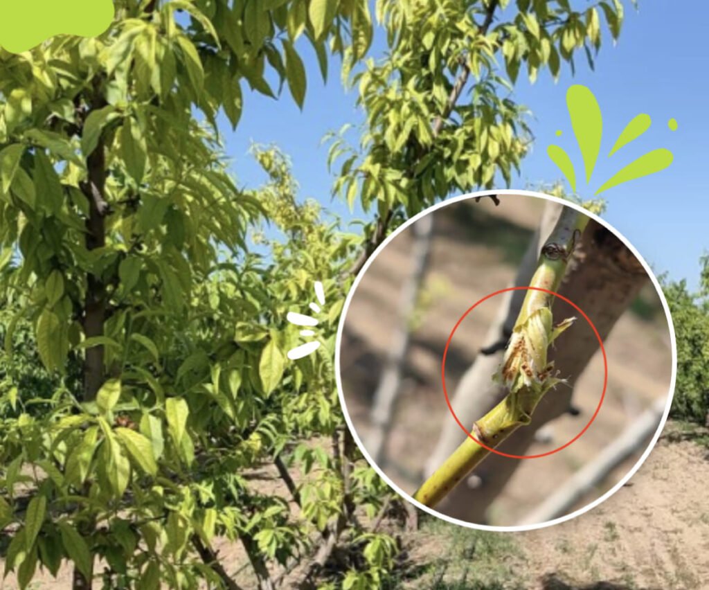 Prevention and Management of Peach Tree Fusarium Wilt