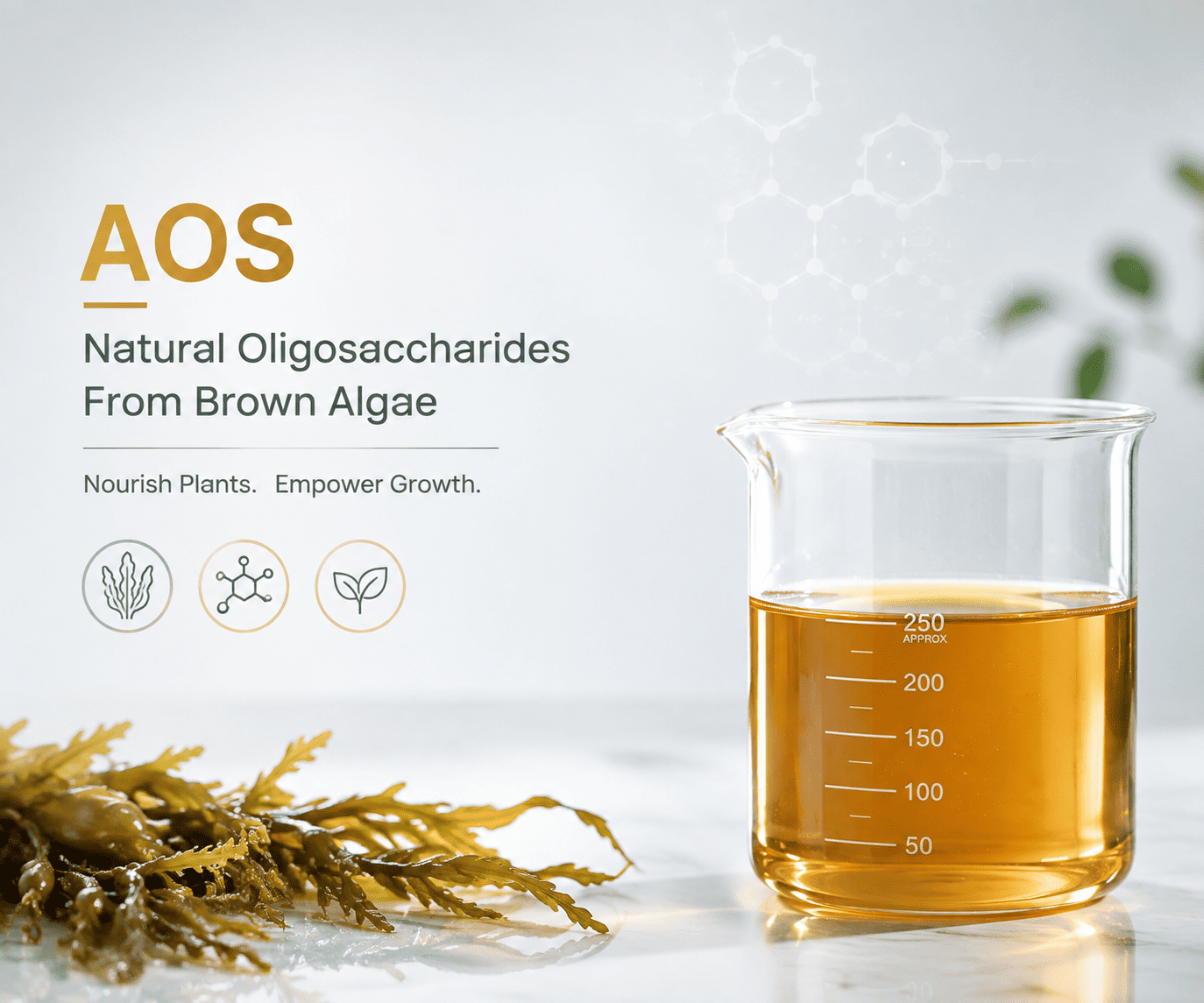 AOS Solubility: Understanding Alginate Oligosaccharides