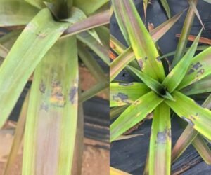Application Rate Management of Mineral Potassium Fulvate on Pineapple