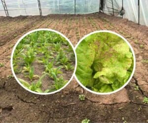 Greenhouse Soil Improvement with Humic Acid and Fulvic Acid