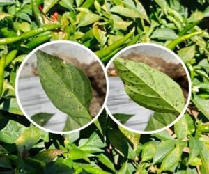Pepper Disease Management: White Leaf Spot & Sunscald Control