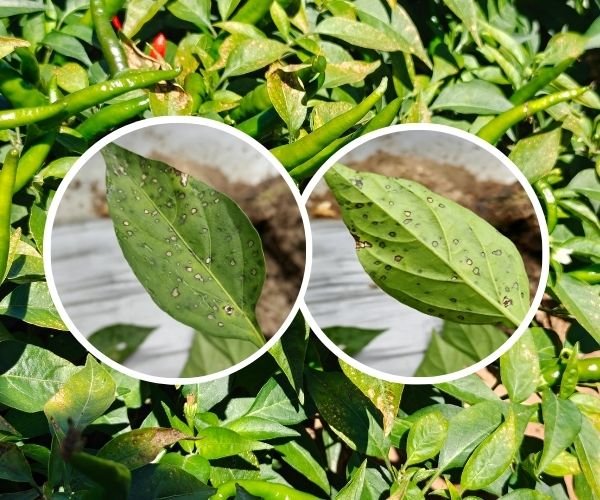 Pepper Disease Management: White Leaf Spot & Sunscald Control